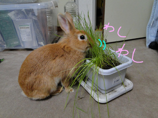 たべる1.jpg