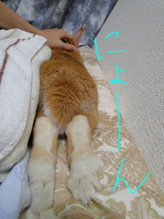 にょーん.jpg
