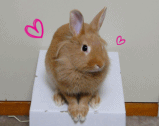 ハート
anigif.gif