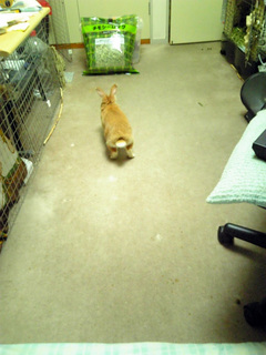 兎部屋1.jpg