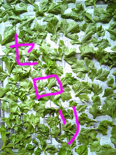 干し野菜2.jpg