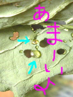 干し野菜4.jpg
