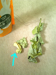 干し野菜9.jpg