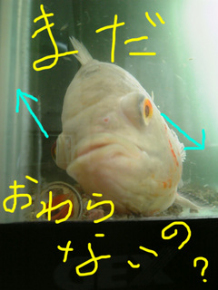 水替え嫌い5.jpg