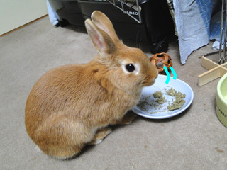 牧草チップス1.jpg