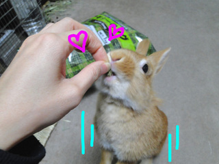 牧草ペレット10.jpg