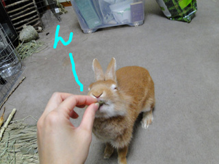 牧草ペレット12.jpg