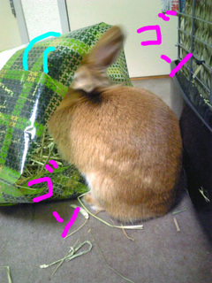 袋4-1.jpg
