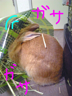 袋4-2.jpg