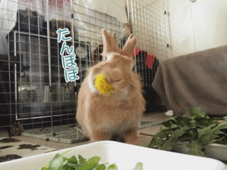anigif.gif
